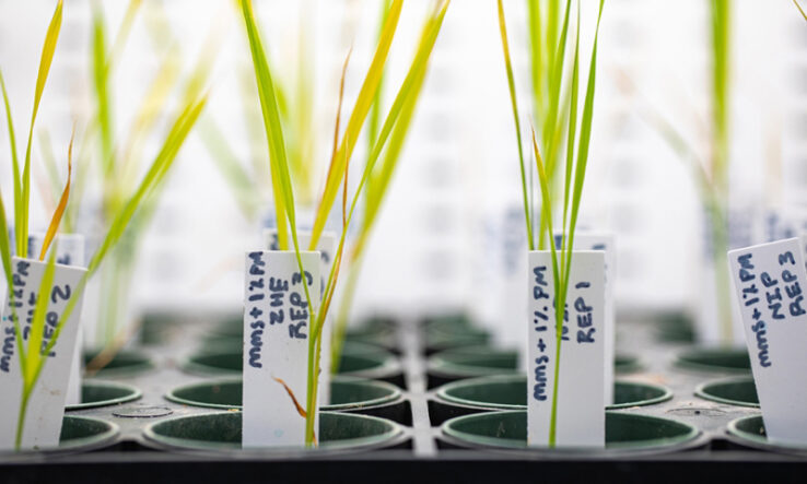 DFG welcomes EU agreement on genetically modified plants