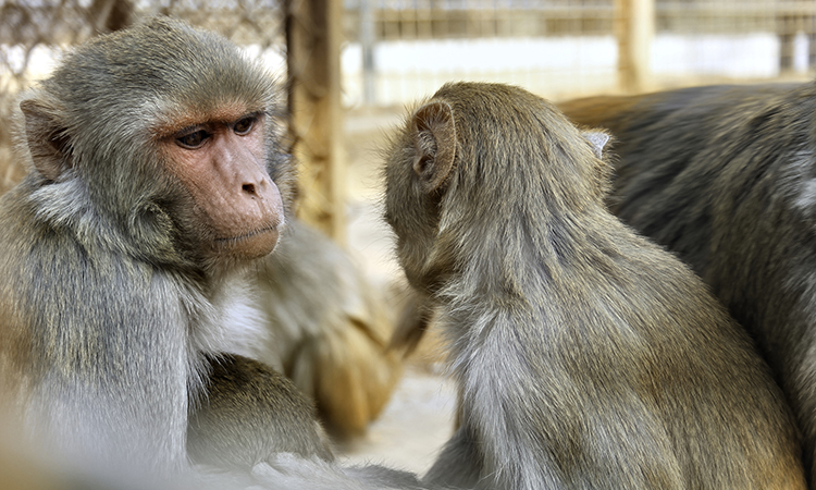 German funder and ministers argue against monkey use ban